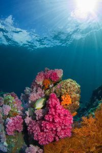 arrecifes de coral Tailandia 200x300 - ¿Qué está pasando con los arrecifes de coral?