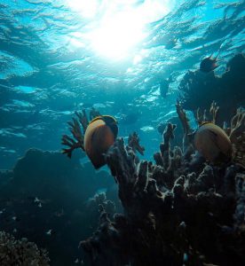 arrecifes de coral agua 276x300 - ¿Qué está pasando con los arrecifes de coral?