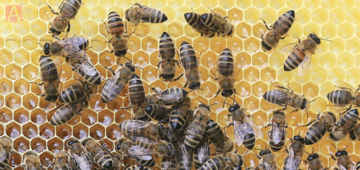 Foto principal ¿Qué pasaría si las abejas se extinguieran 520x245 - ¿Qué pasaría si las abejas se extinguieran?