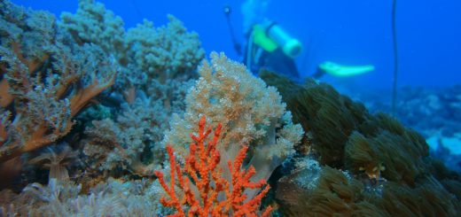 los arrecifes de coral 520x245 - ¿Qué está pasando con los arrecifes de coral?