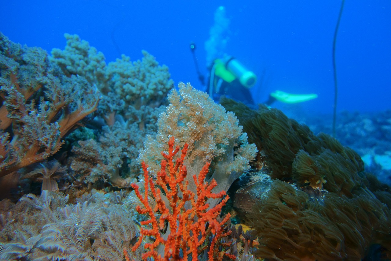 los arrecifes de coral - ¿Qué está pasando con los arrecifes de coral?